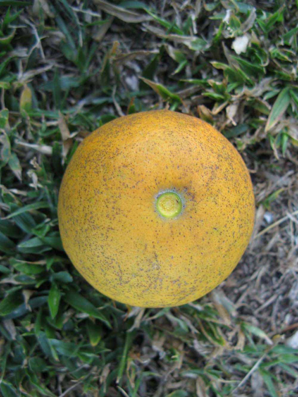              Fruit (Winter Haven, FL)       